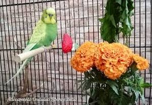 uploads/images/pest/marigold parakeet.jpg